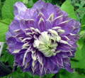 Blue Light Clematis Vine - Blooms Spring & Fall - 2.5" Pot