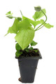 Sunset Clematis - Burgundy Red/Magenta - 2.5" Pot