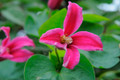 Princess Diana Clematis texensis - 2.5" Pot - Species Clematis - Pink/Red Blooms