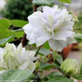 Diamond Ball Clematis - 4" Pot - Proven Winners