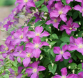 Jolly Good™ Clematis - 4" pot - Proven Winners
