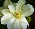 Guernsey Cream Clematis Vine - Unique Color - 2.5" Pot