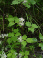 Clematis virginiana - Fall Blooming Love Vine - 2.5" Pot - Very Hard Vine