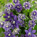 Taiga Clematis Vine - Double Purple Blooms - 2.5" Pot - Blooms Summer Thru Fall