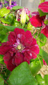 Charmaine Clematis Vine - Rich Pinkish Red - 2.5" Pot