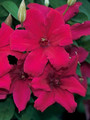 Cardinal Wyszynski Clematis Vine - Crimson Flowers - 2.5" Pot