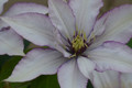 Boulevard® Samaritan Jo™ Clematis Vine - Silver Pink Edged In Purple - 2.5" Pot