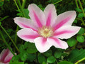 Pink Cameo Clematis Vine  - Early Large-flowered Fragrant - 2.5" Pot