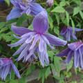 Blue Dancer Clematis Vine  - Clematis Alpina - Fragrant - 2.5" Pot