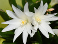 White Easter Cactus - Rhipsalidopsis - 2.5" Pot - Rare Plant