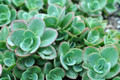 SunSparkler® Lime Zinger Sedum - Stonecrop - Loves the Sun - Quart Pot