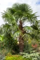 Windmill Palm - Chusan Palm - Trachycarpus fortunei - 4" Pot