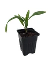 Windmill Palm - Chusan Palm - Trachycarpus fortunei - 4" Pot