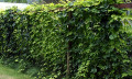 Nugget Hops Vine - Humulus - Grow your own Beer! - 3" Pot