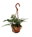 White Rabbit's Foot Fern - 4" Mini Hanging Basket - Davallia tyermanni
