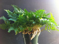 White Rabbit's Foot Fern - 4" Mini Hanging Basket - Davallia tyermanni