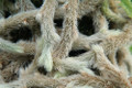 White Rabbit's Foot Fern - 4" Mini Hanging Basket - Davallia tyermanni