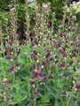 Baptisia Twilite Prairieblues™ - False Indigo - 2.5" Pot