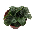 Little Toscani Peperomia Plant - 2.5" Pot