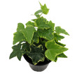 Gold Child English Ivy - Hardy Groundcover/House Plant - Sun or Shade - 4" Pot
