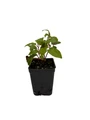 Hirt's Hardy Meader Kiwi Plant - Actinidia - MALE - Tasty! - 2.5" Pot