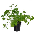 Flat Leaf Italian Parsley - 4" Pot - Favored by Chefs! - Live Plant