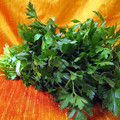 Flat Leaf Italian Parsley - 4" Pot - Favored by Chefs! - Live Plant