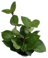 Chelsea Wax Plant - Hoya Carnosa - Great House Plant - 6" Pot