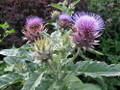 Cardoon Plant - Cynara cardunculus - Artichoke Thistle - 2.5" Pot
