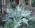 Cardoon Plant - Cynara cardunculus - Artichoke Thistle - 2.5" Pot