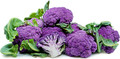Purple Cauliflower Plant - 2.5" Pot