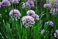 Millenium Flowering Onion Perennial - Allium - Gallon Pot