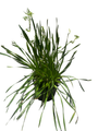 Millenium Flowering Onion Perennial - Allium - Gallon Pot