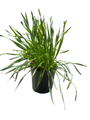 Millenium Flowering Onion Perennial - Allium - Gallon Pot