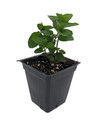 Spearmint Plant - Grow Indoors/Out - 4" Pot