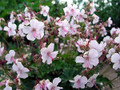 Biokovo Hardy Geranium - Live Plant - Gallon Pot