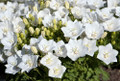 Rapido White Carpathian Bell Flower - Campanula - Live Plant - Quart Pot