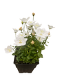 Rapido White Carpathian Bell Flower - Campanula - Live Plant - Quart Pot
