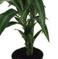 Hawaiian Sunshine Cane Dragon Tree - Dracaena - 6" Pot