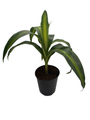 Hawaiian Sunshine Cane Dragon Tree - Dracaena - 6" Pot