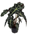 Amazon Black Shield Plant - Alocasia amazonica - Polly - 4" Pot