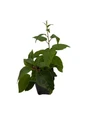 Geneva Female Kiwi Plant - Hardy - 2.5" Pot