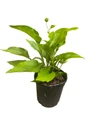 Purple Coneflower - Echinacea purpurea - Gallon Pot