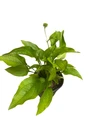Purple Coneflower - Echinacea purpurea - Gallon Pot