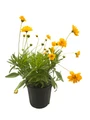 Early Sunrise Coreopsis - AAS Gold Medal Perennial - Gallon Pot
