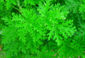 Van Leenii Citronella Mosquito Plant - Pelargonium - 2.5" Pot