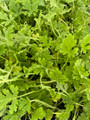 Van Leenii Citronella Mosquito Plant - Pelargonium - 2.5" Pot