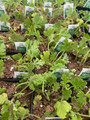 Van Leenii Citronella Mosquito Plant - Pelargonium - 2.5" Pot