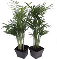 Hirt's Gardens® Victorian Parlor Palm -Chamaedorea Neanthe Bella-2 Pack 2.5" Pot