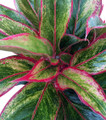 Siam Aurora Chinese Evergreen Plant - Aglaonema - Grows in Dim Light - 6" Pot